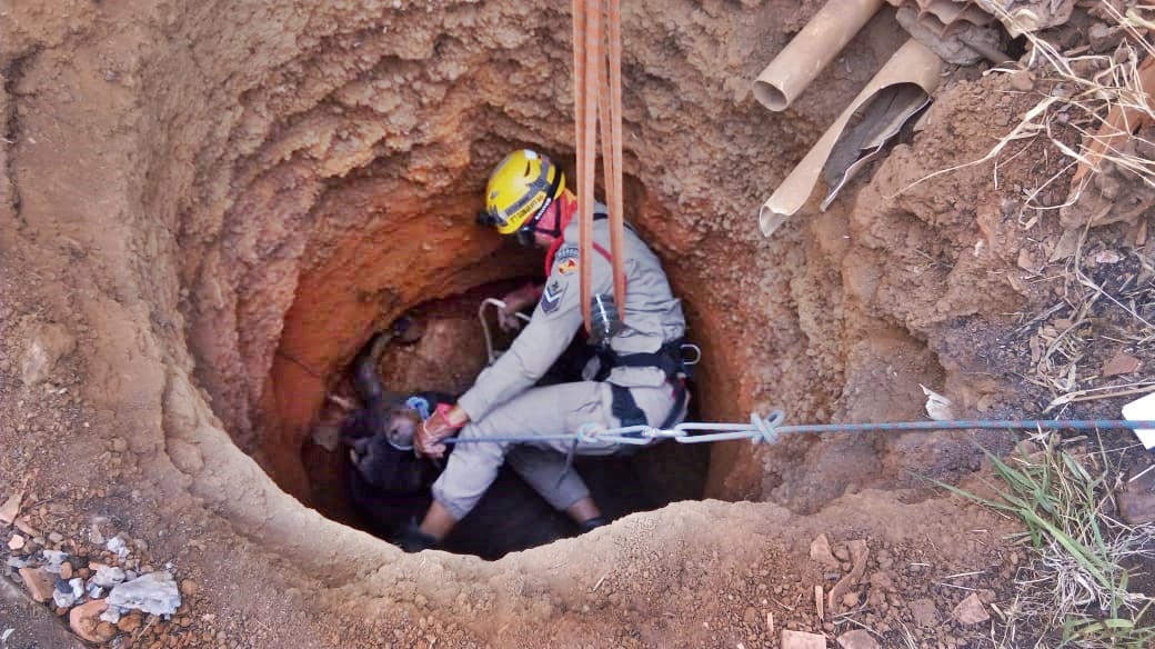 Vaca sobreviveu à queda e foi entregue ao proprietário logo após o resgate (Foto: Divulgação / Bombeiros)