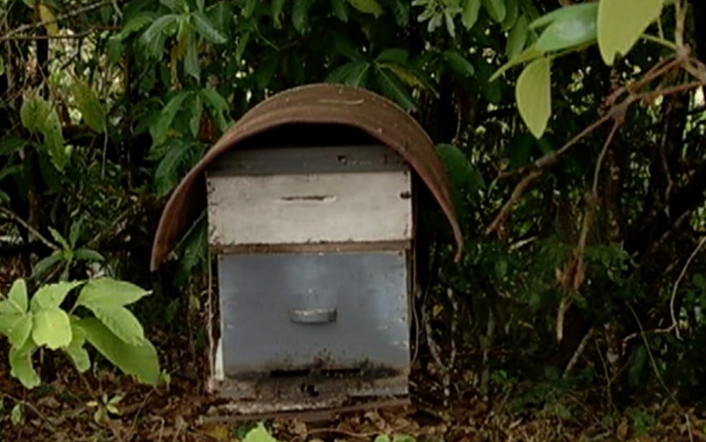 Idoso morre após ser atacado por mais de 1 mil abelhas, em Três Ranchos