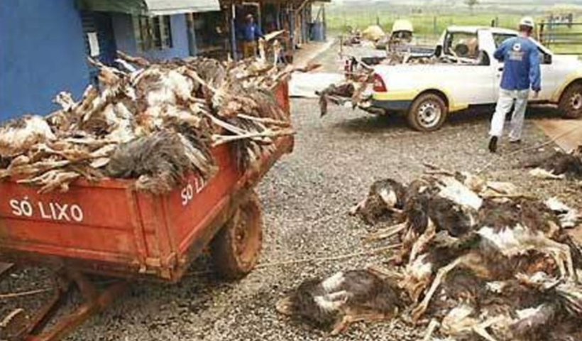 Ex-diretores da Avestruz Master são presos por crime contra o sistema financeiro nacional