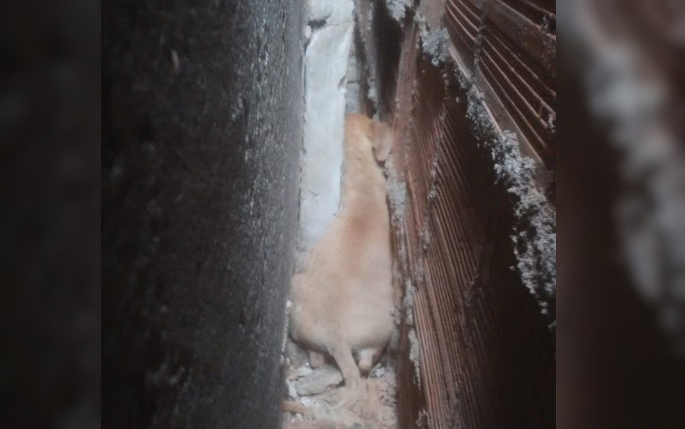 Cachorrinho fica preso em corredor e é resgatado por Bombeiros