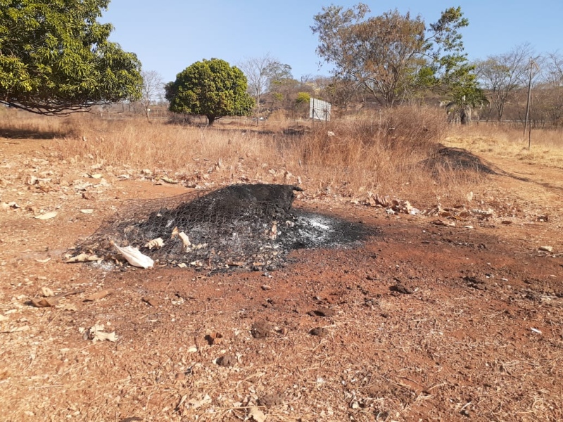 Carcaça bovina incendiada pode ter ocasionado incêndio em parques (Foto: Divulgação/Dema)