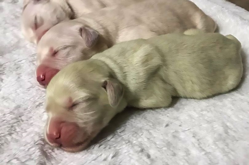 Cadela dá à luz a filhote verde e surpreende a dona, na Alemanha