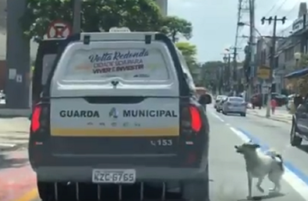 Cão segue por mais de 1 km carro da polícia que levou seu dono