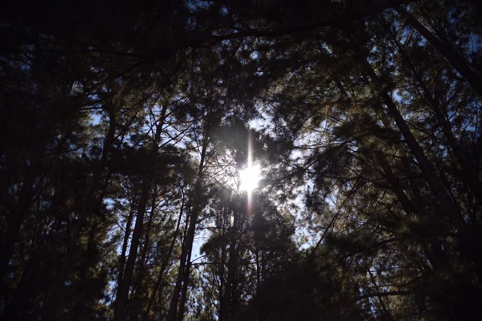 Mulher é sequestrada, amarrada em árvore e torturada pela enteada, em Campo Grande