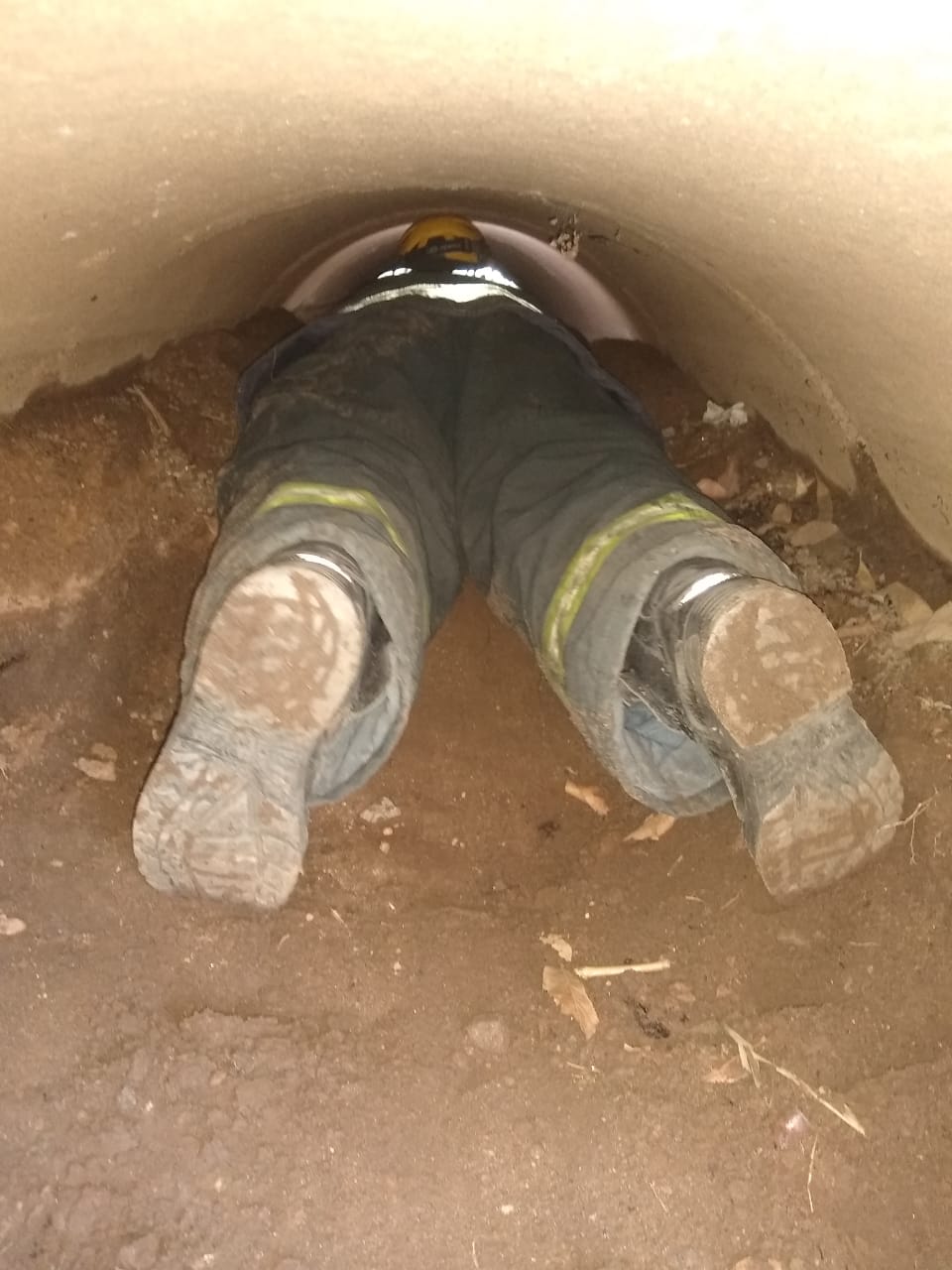 Bombeiro precisou entrar na galeria para fazer a remoção dos animais