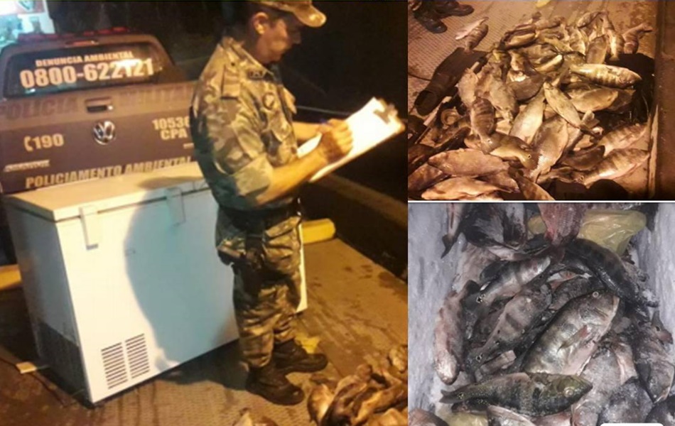 Peixes comercializados ilegalmente em Niquelândia