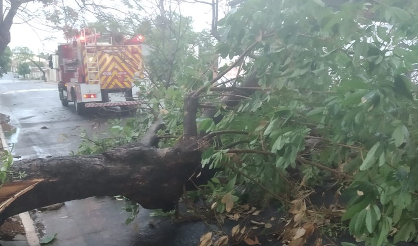 Registradas 10 quedas de árvores na cidade