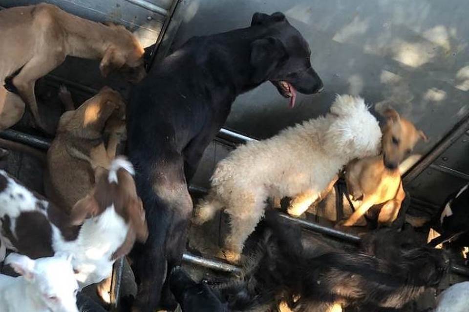 Polícia fecha fábrica clandestina que fazia linguiça com carne de cães e gatos, no Espírito Santo