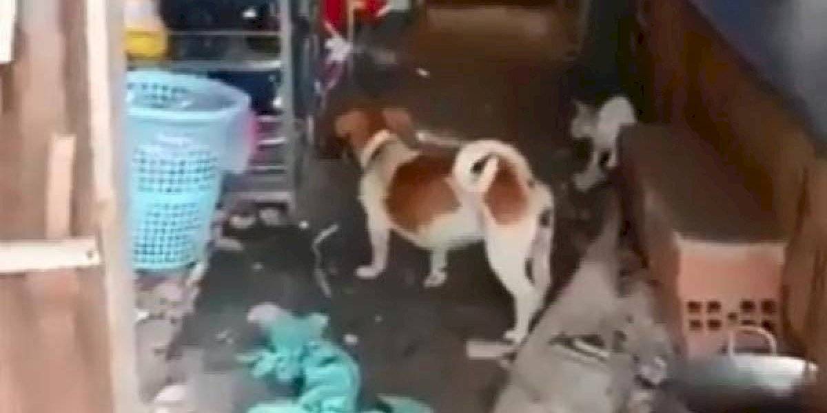 O comportamento do roedor foi o que mais despertou a atenção no vídeo (Foto: reprodução/Facebook)