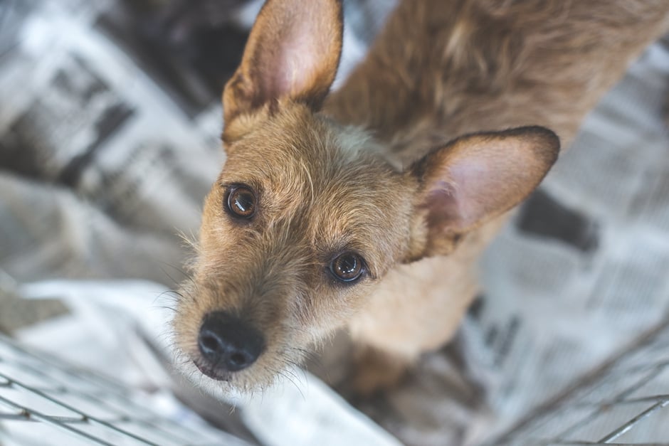 PM autor ‘Maus tratos contra os animais e violência contra pessoas’ participa de seminário em Goiânia