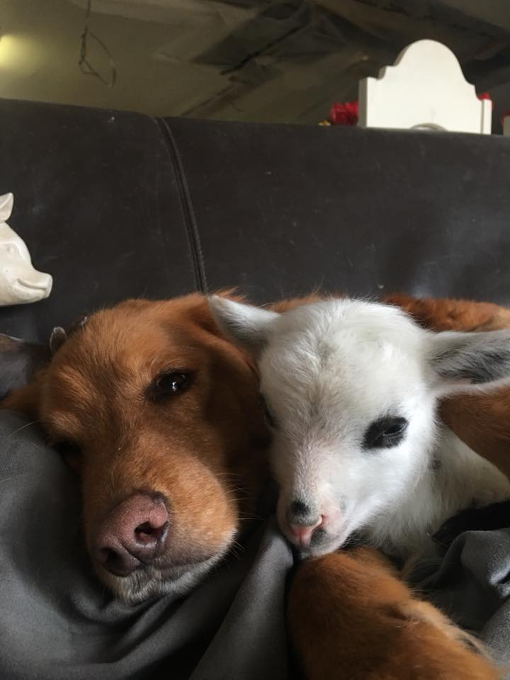 Amizade inseparável entre cachorro e bezerro comove a web