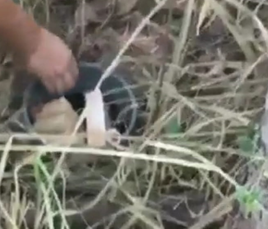 Dois homens e uma mulher são presos com 32 quilos de maconha, em Caldas Novas