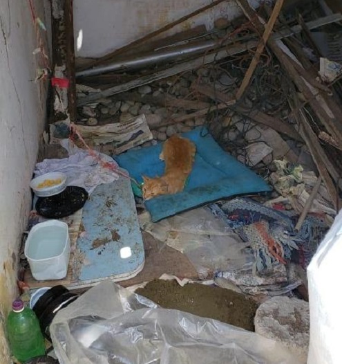 Natal: 48 gatos presos pelo pescoço são resgatados dentro de casa