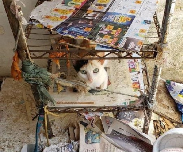 Natal: 48 gatos presos pelo pescoço são resgatados dentro de casa