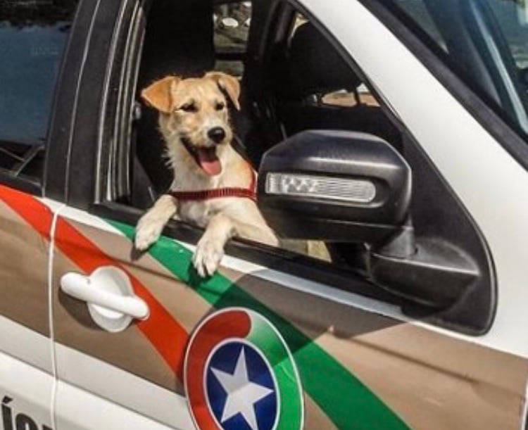 Resgatado de um lixão, o cãozinho Mike foi adotado e hoje vive cheio de agrados na 3ª Companhia do 25º Batalhão.