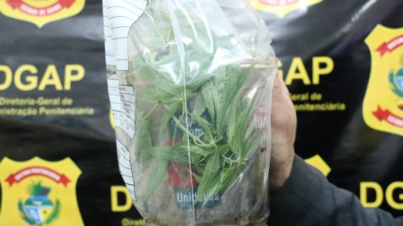 Armas brancas e pé de maconha são encontrados dentro do Complexo Prisional de Aparecida de Goiânia (Foto: SSP)