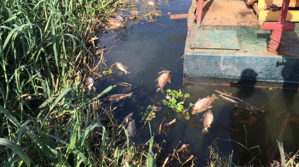 Uma equipe de técnicos foi na segunda-feira, dia 28, ao local em atendimento a denúncias de aparecimento de animais peixes na região.