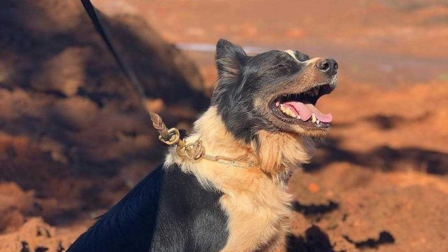 Morre cachorro dos Bombeiros de Minas que atuou em Mariana e Brumadinho