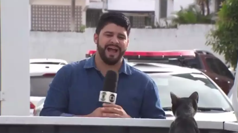 Gato aparece em gravação de reportagem e vídeo viraliza na web: confira