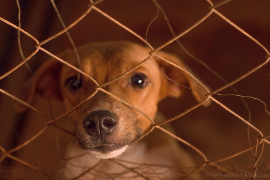 Alego promove feira de adoção consciente de pets