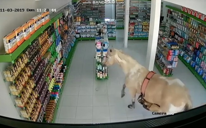 Égua assustada entra em farmácia e não derruba nada: assista