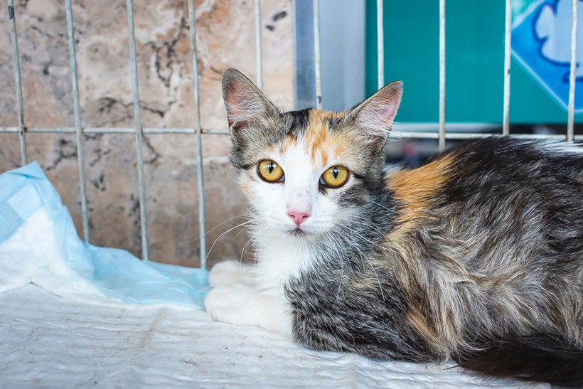 Shopping Cerrado recebe evento de adoção de animais neste sábado (09)