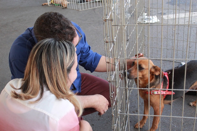 Os animais, entre filhotes e adultos, estão castrados, com vacina e vermífugo em dia (Foto: Marcelo Pacheco)