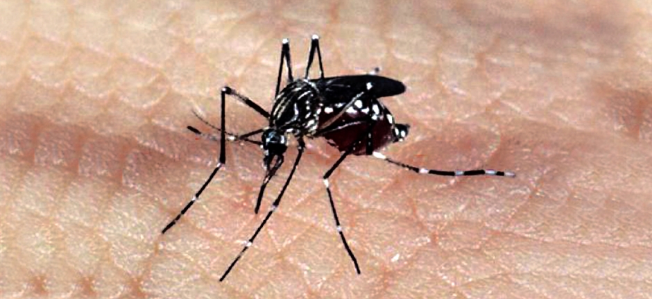 Mosquito aedes aegypti, vetor da dengue. (Foto: Arquivo/Agência Brasil)