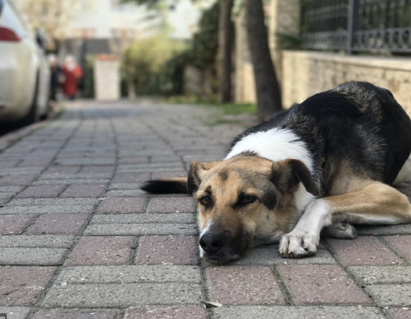 Lei para criação de Samu Veterinário é sancionada, em Goiânia