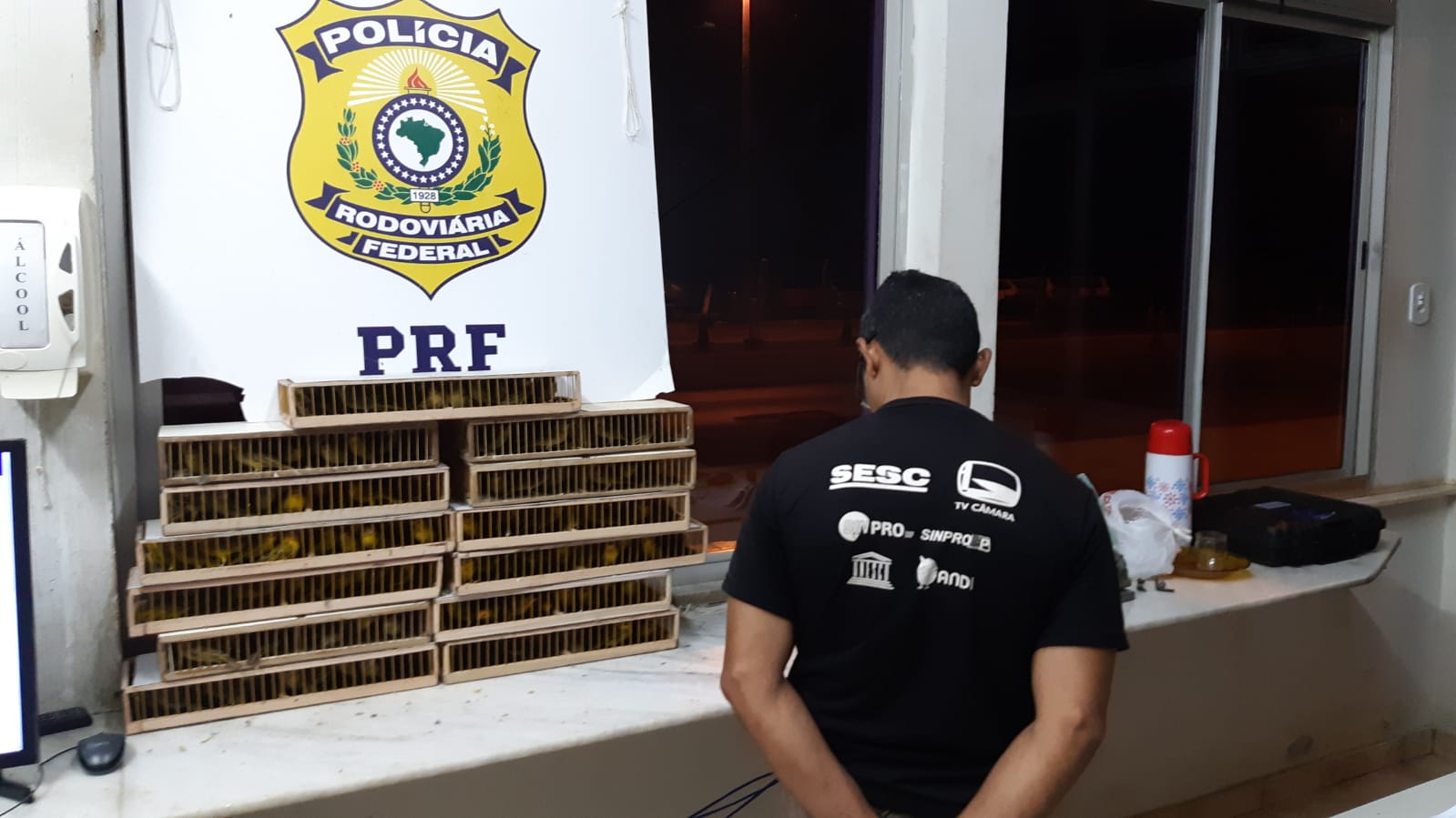 Condutor, que não teve o nome divulgado, transportava os pássaros em gaiolas escondidas em um fundo falso do veículo; suspeito já é investigado pelo mesmo crime no Tocantins Foto: Divulgação/PRF)