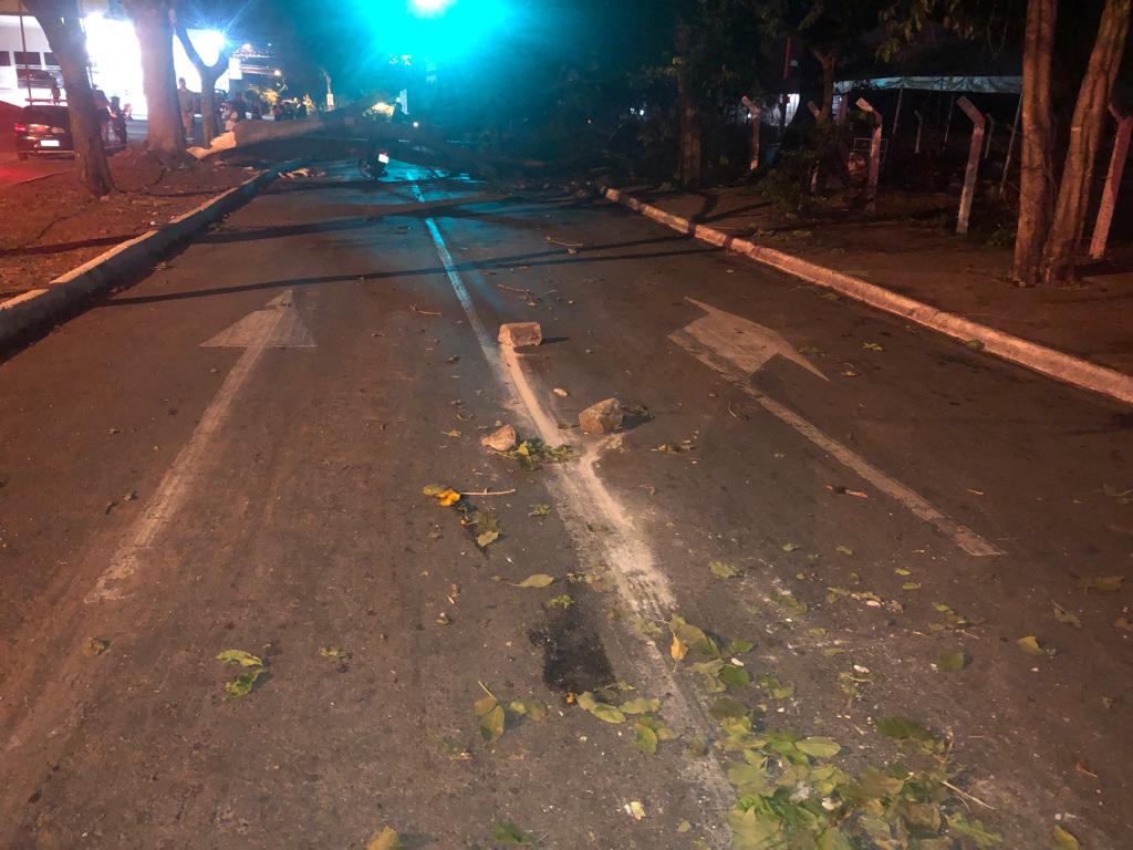 Árvore caiu na pista por volta das 18h30 durante uma chuva forte ocorrida na região (Foto: Divulgação/Dict)