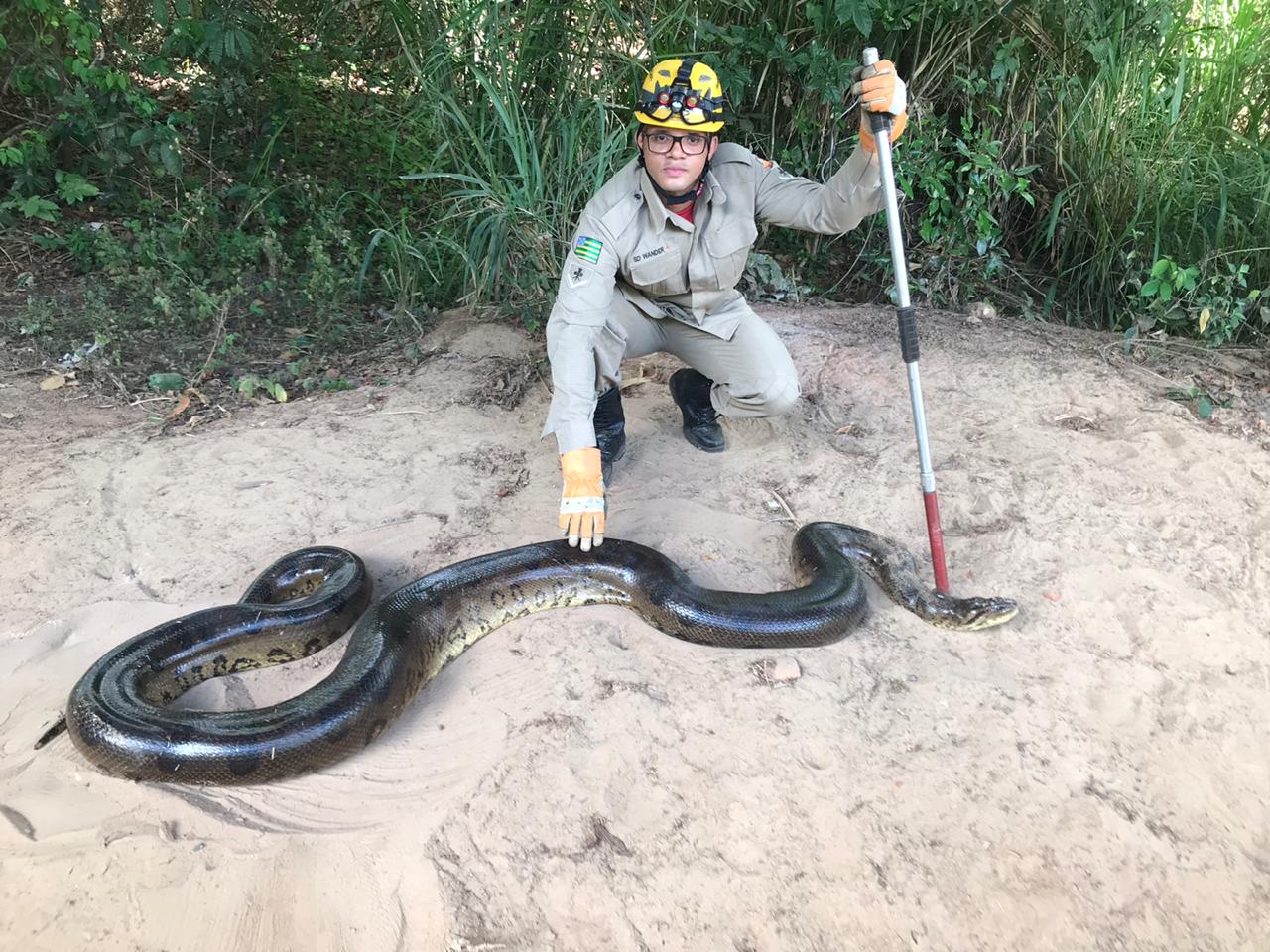 Uma sucuri de aproximadamente seis metros de comprimento foi capturada no batalhão da 3ª Companhia Independente da Polícia Militar (PM), em Piracanjuba. (Foto: Divulgação/Bombeiros)