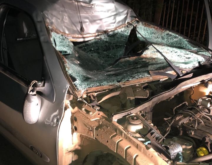 Um cavalo provocou um acidente na GO-222, em Anápolis, no início da manhã desta segunda-feira (25). Animal não resistiu aos ferimentos e morreu. (Foto: Reprodução/Internet)