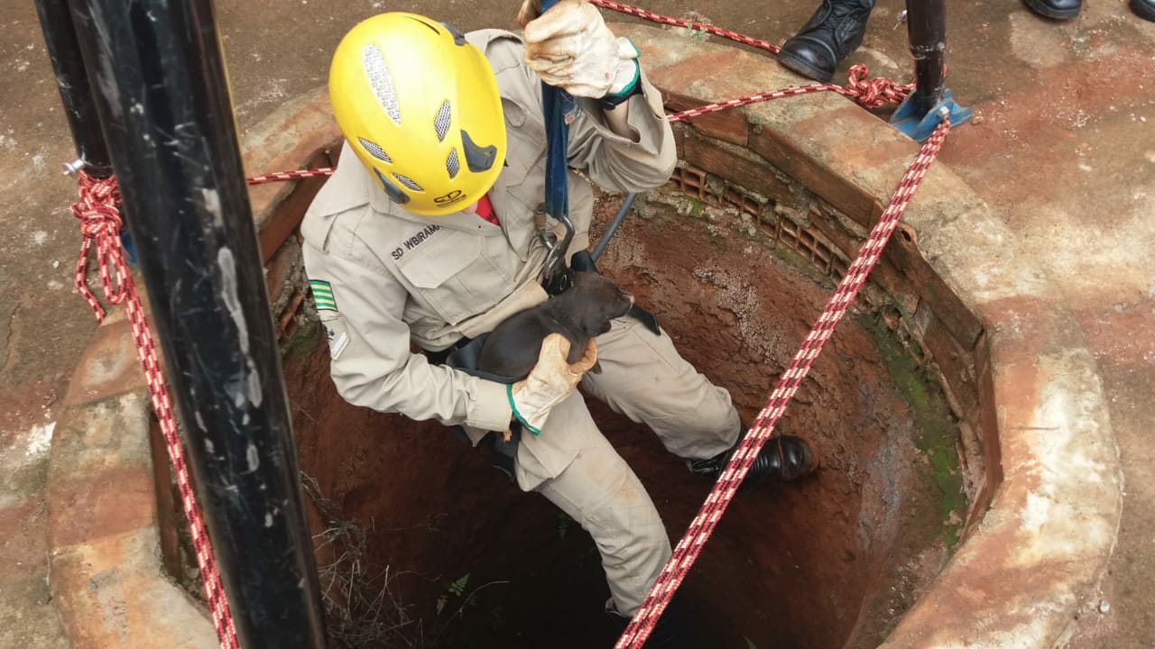 Filhote de cachorro é resgatado após cair em cisterna, em Goianira