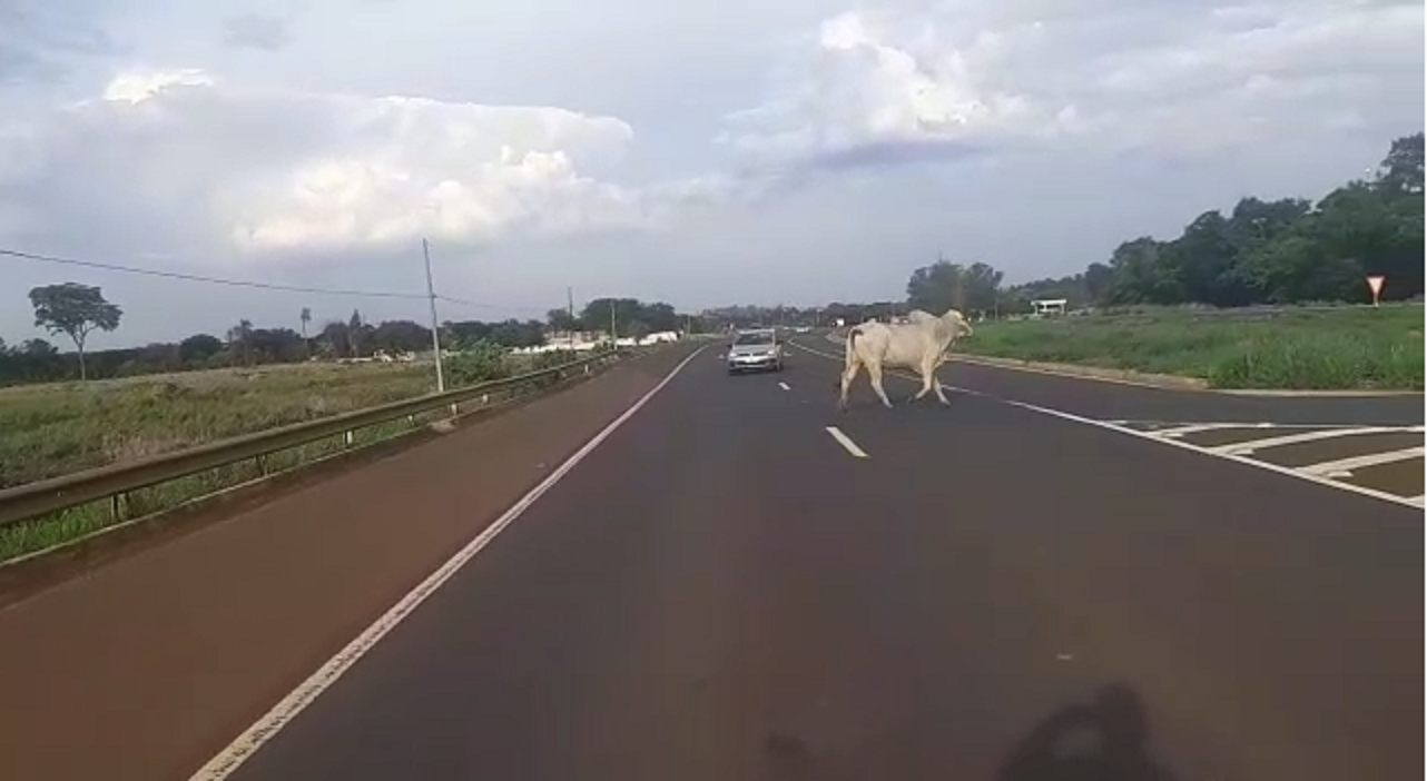 Um boi com cerca de uma tonelada quase provocou acidentes, na BR-060, em Acreúna. Caso aconteceu na tarde desta quinta-feira (14) (Foto: Divulgação/PRF)