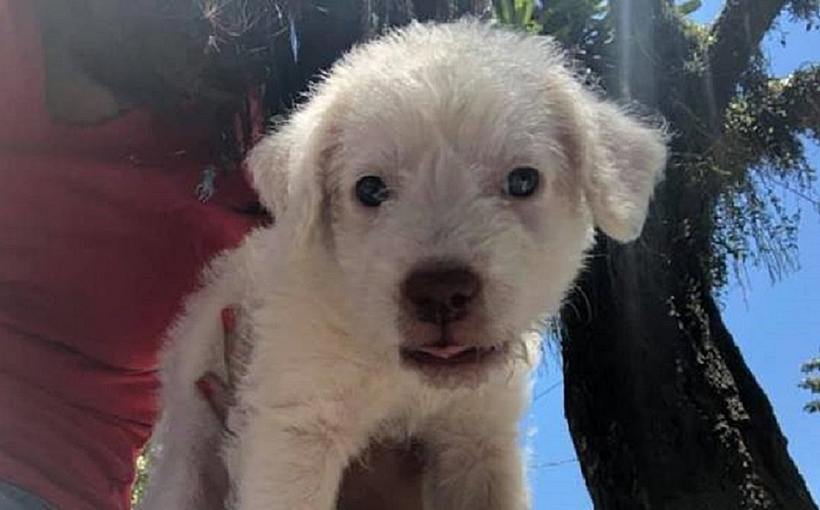 Cachorro é adotado a caminho de prova e recebe o nome "Enem", no RJ