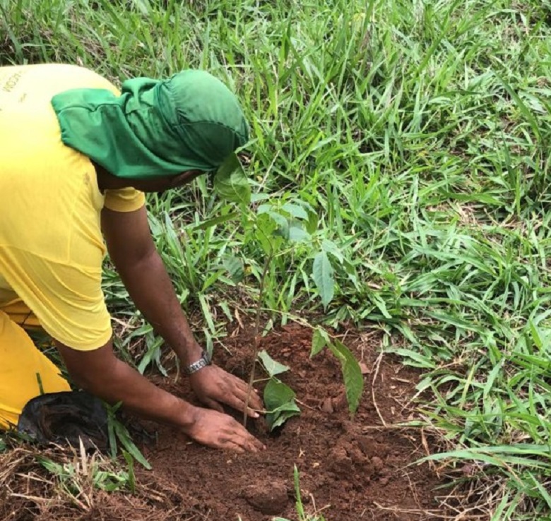 Detentos fazem reflorestamento do córrego Colombo, em São Simão