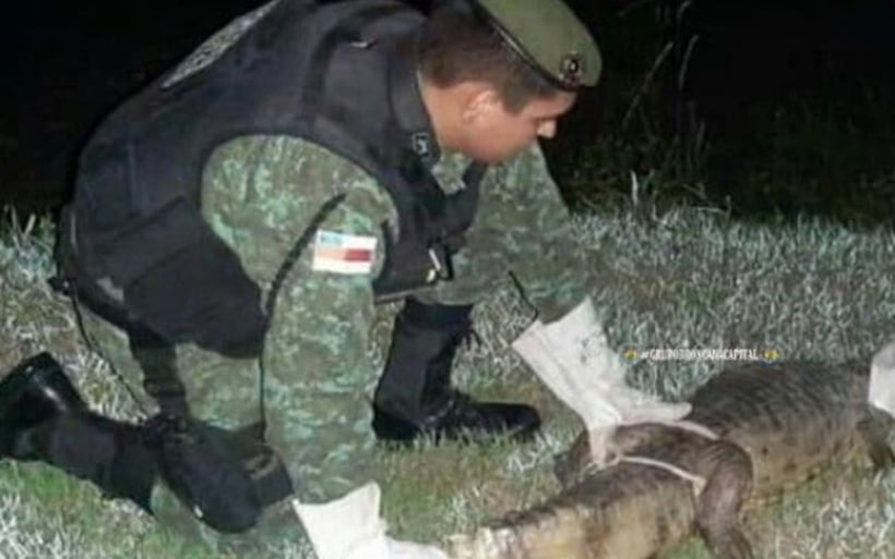 O réptil era um jacaré-açu, uma espécie comum da América do Sul (Foto: Divulgação) 