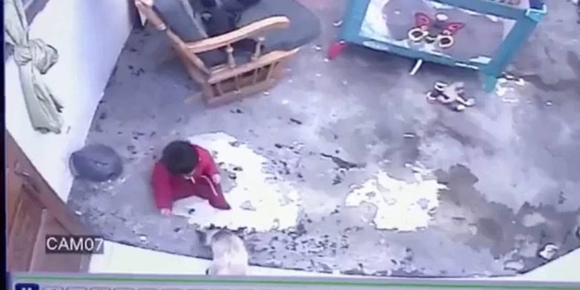 Gato salva bebê de cair de escada de 12 andares, na Colômbia: assista