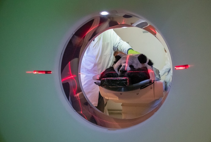 Fotos de panda gigante que passou por tomografia, em Berlim, são um fofura