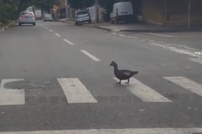 A curiosa cena ganhou repercussão nas redes sociais após o Instagram do portal Mais Goiás divulgar o vídeo.