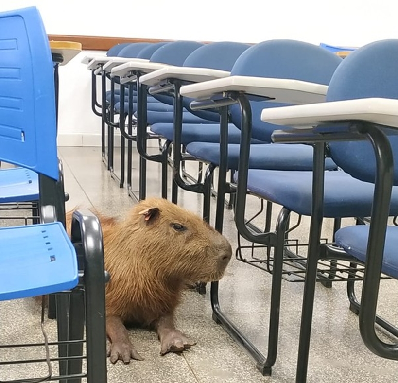 Capivara entra em sala de universidade e foto viraliza na web, em MS