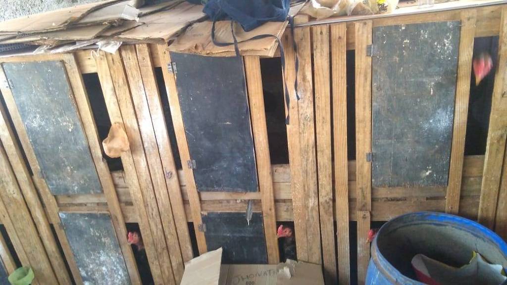 Polícia encontra rinha de galo em chácara no interior de São Paulo