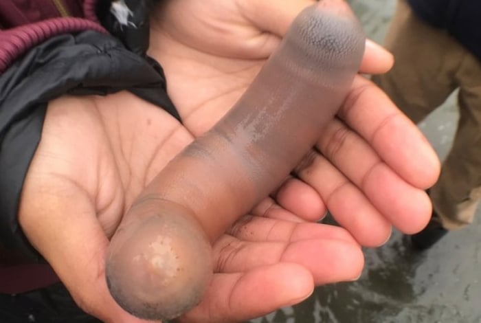 Banhistas e turistas que passavam pela região registraram imagens do animal, que rapidamente foi chamado de “peixe pênis” nas redes sociais.