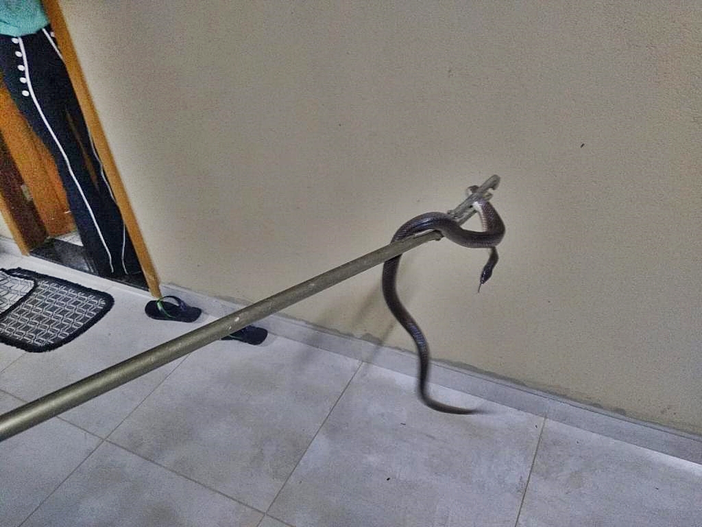 Cobra foi encontrada na carenagem que protegia o guidão da motocicleta (Foto: Divulgação / Bombeiros)