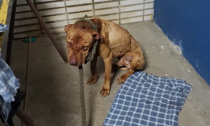 Médico goiano preso em rinha de cães é solto após pagar fiança