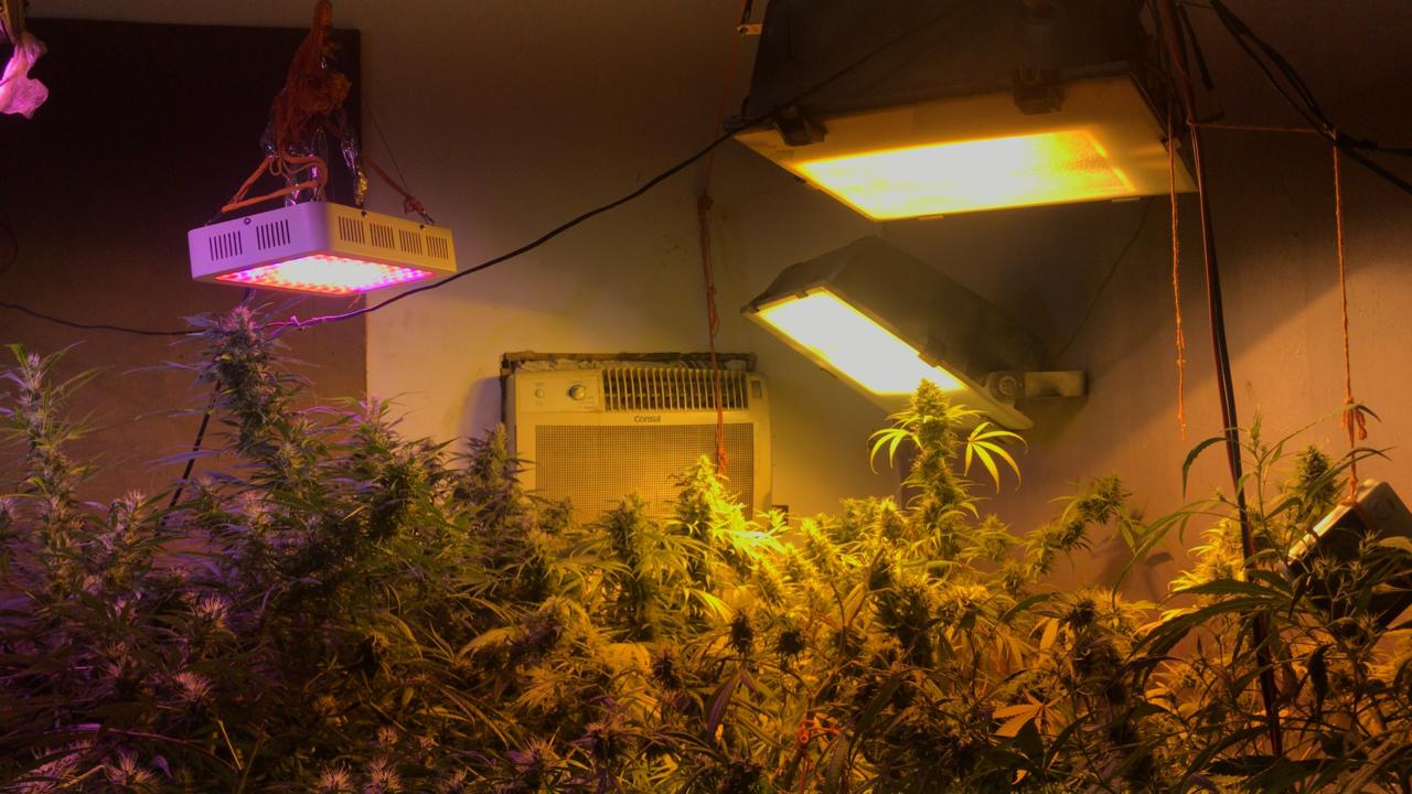 Equipes do Giro apreendem plantação de maconha no setor Jardim Real, em Goiânia