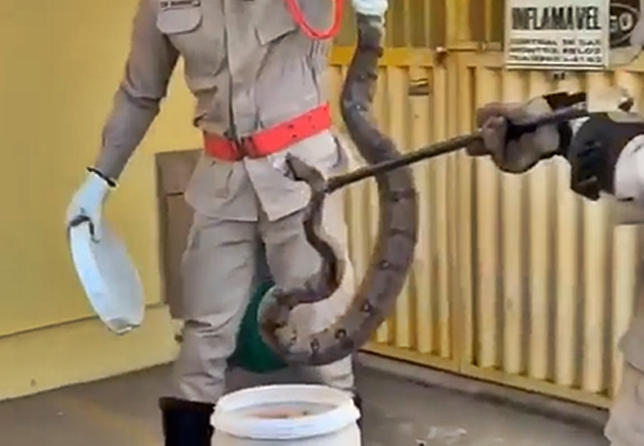 Jiboia teria pegado carona em uma das peças da caminhonete e descido para continuar dormindo no chão (Foto: Leitor | Mais Goiás)