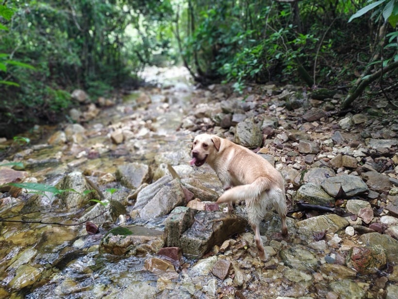 Bombeiros utilizam cães de resgate nas buscas por homem desaparecido na Chapada dos Veadeiros