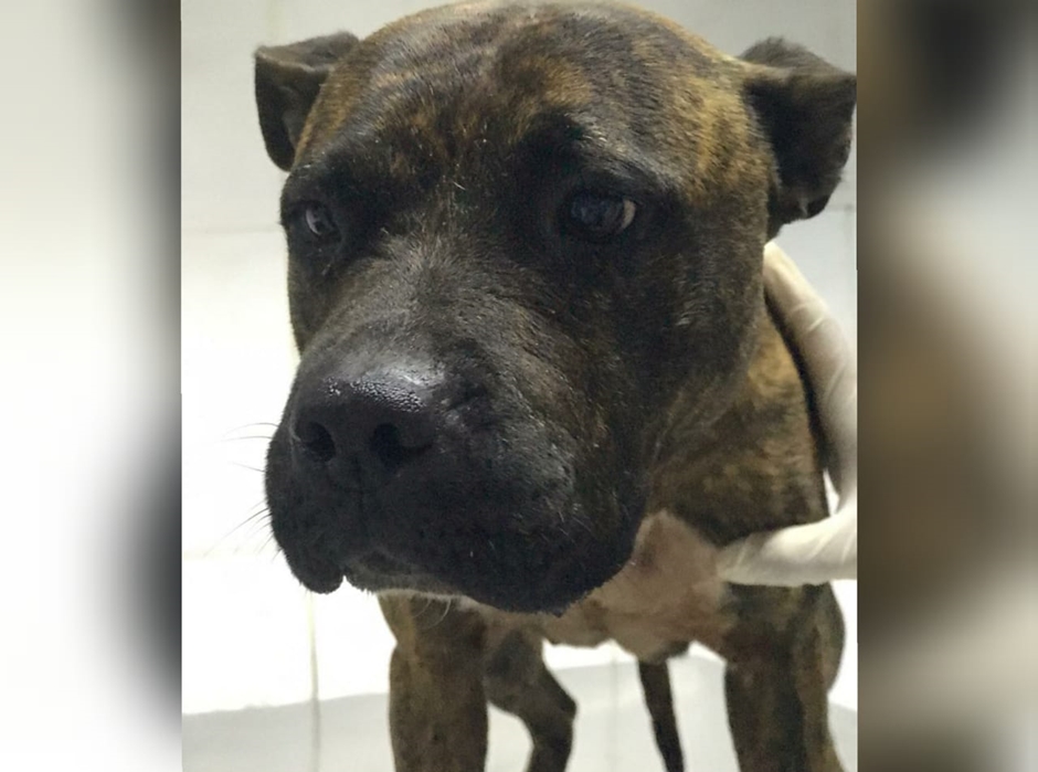 Cães que participavam de rinhas em SP são levados para ONG e recebem cuidados